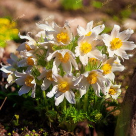 Sasanka zwyczajna 'Pinwheel White' Pulsatilla vulgaris białe kwiaty