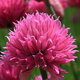 Szczypiorek 'Rising Star' Allium schoenoprasum różowe kwiaty