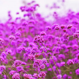Werbena patagońska Verbena bonariensis fioletowe kwiaty dla motyli