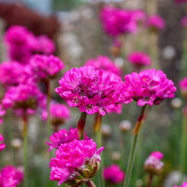 Zawciąg 'Rosea' Armeria maritima różowe kwiaty na skalniak