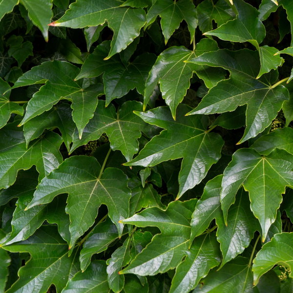 Winobluszcz trójklapowy 'Veitchii' Parthenocissus tricuspidata