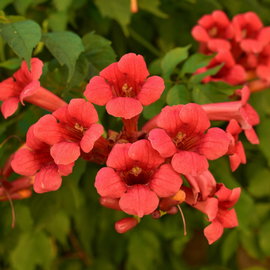 Milin amerykański 'Flamenco' Campsis radicans czerwone trąbkowate kwiaty