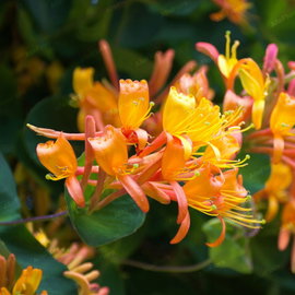 Wiciokrzew Tellmanna Lonicera × tellmanniana pomarańczowe kwiaty na pergole