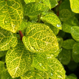 Wiciokrzew japoński 'Aureoreticulata' Lonicera japonica złociste unerwienie