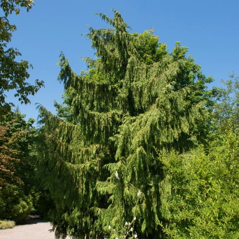 Cyprysik nutkajski 'Pendula' Chamaecyparis nootkatensis płaczący