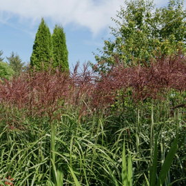 Miskant chiński 'Malepartus' Miscanthus sinensis czerwone wiechy