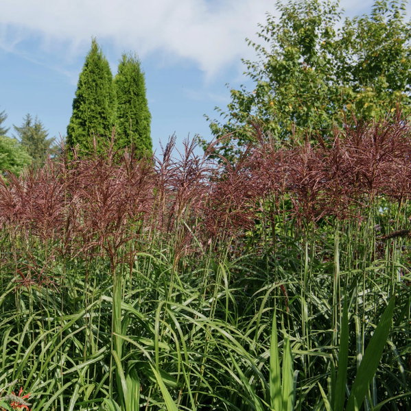 Miskant chiński 'Malepartus' Miscanthus sinensis czerwone wiechy