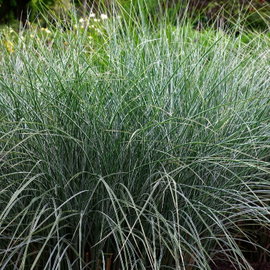 Miskant chiński 'Morning Light' Miscanthus sinensis srebrzyste liście