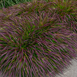 Hakonechloa smukła 'Beni-kaze' macra czerwieniejąca jesienią