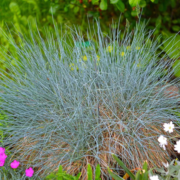 Kostrzewa sina 'Intense Blue' Festuca glauca intensywnie niebieskie liście
