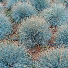 Kostrzewa sina 'Elijah Blue' Festuca glauca intensywnie niebieska