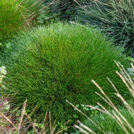Kostrzewa Gautiera 'Pic Carlit' Festuca gautieri zielone niedźwiedzie futro