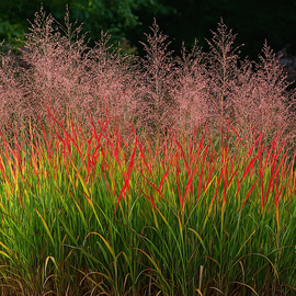 Proso rózgowate 'Rotstrahlbusch' Panicum virgatum bordowe jesienią