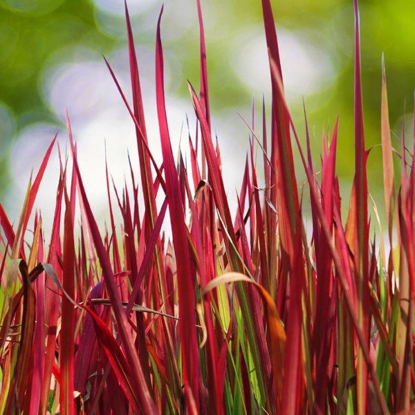 Imperata cylindryczna 'Red Baron' cylindrica czerwona trawa