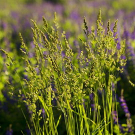Turówka wonna Hierochloe odorata aromatyczna trawa żubrówka