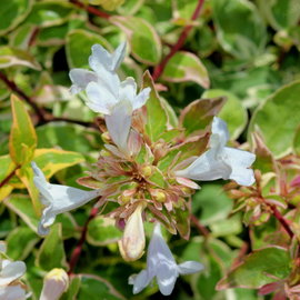 Abelia × grandiflora 'Sparkling Silver' srebrzyste obrzeżenia liści