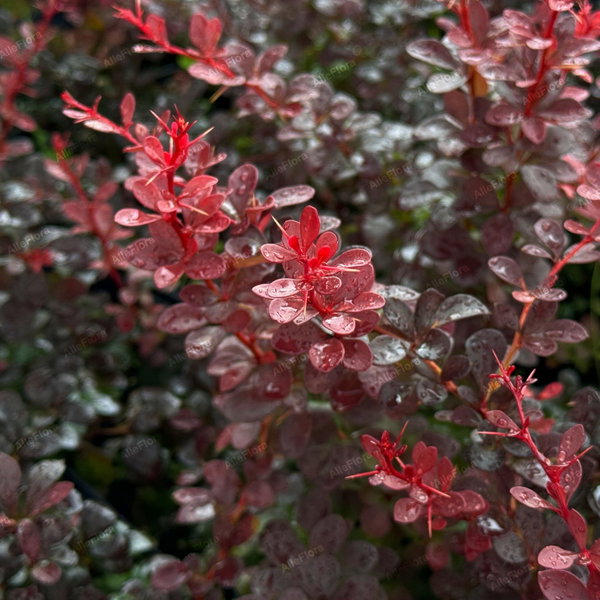 Berberys 'Dart's Red Lady' Berberis thunbergii ciemnopurpurowy