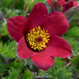 Sasanka zwyczajna 'Rode Klokke' Pulsatilla vulgaris czerwone kwiaty
