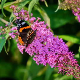 Budleja 'Nike' Buddleja davidii pachnące kwiaty dla motyli