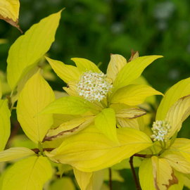 Dereń 'Aurea' Cornus alba złociste liście