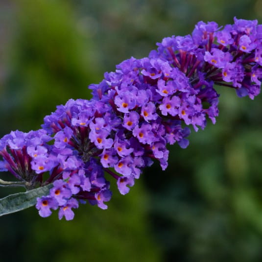 Budleja 'Nanho Blue' Buddleja davidii lawendowoniebieskie kwiaty