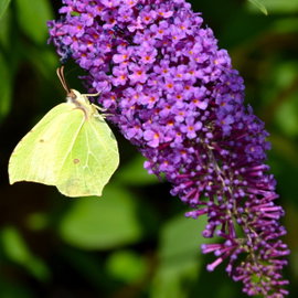 Budleja 'Purple Emperor' Buddleja davidii ciemnofioletowe kwiaty