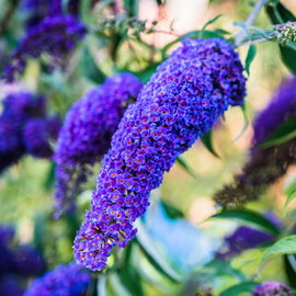 Budleja 'Empire Blue' Buddleja davidii niebieskofioletowe kwiaty