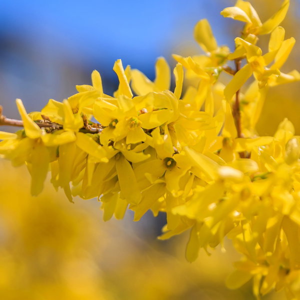 Forsycja 'Maree d'Or' Forsythia niski krzew o żółtych kwiatach
