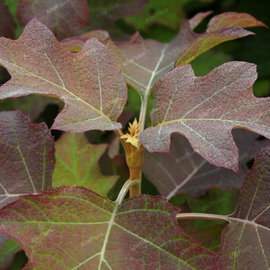 Hortensja dębolistna 'Burgundy' Hydrangea quercifolia bordowa jesienią