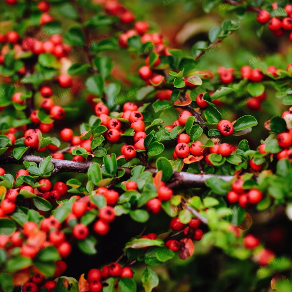 Irga 'Major' Cotoneaster dammeri zimozielony dywan