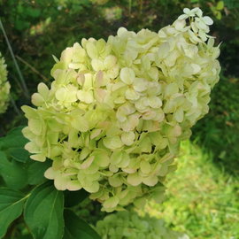 Hortensja bukietowa 'Magical Moonlight' Hydrangea paniculata ogromne wiechy
