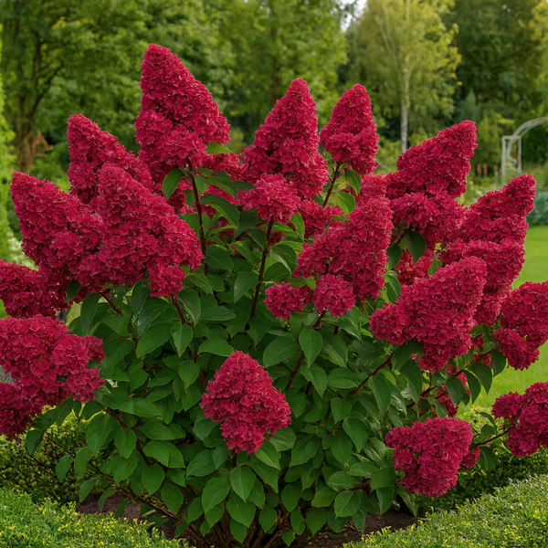 Hortensja bukietowa 'Wim's Red' Hydrangea paniculata czerwieniejące wiechy