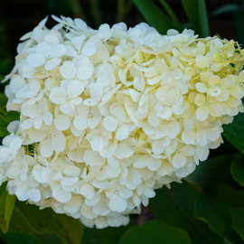 Hortensja bukietowa 'Polar Bear' Hydrangea paniculata ogromne wiechy