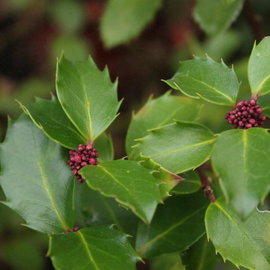 Ostrokrzew 'Blue Prince' Ilex × meserveae zapylacz 40 do 60 cm