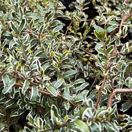 Suchodrzew 'Silver Beauty' Lonicera nitida srebrzyste obrzeżenia liści