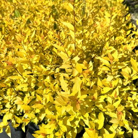 Tawuła 'Golden Princess' Spiraea japonica złote liście