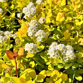 Tawuła 'Tor Gold' Spiraea betulifolia złote liście i białe kwiaty