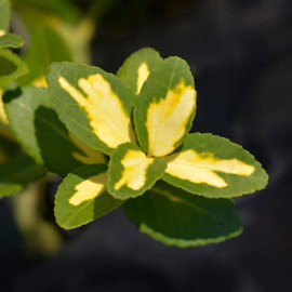 Trzmielina 'Blondy' Euonymus fortunei żółtozielone liście