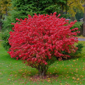 Trzmielina oskrzydlona Euonymus alatus czerwone liście jesienią