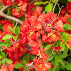 Pigwowiec 'Clementine' Chaenomeles × superba pomarańczowoczerwone kwiaty