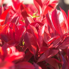 Głogownik 'Red Robin' Photinia × fraseri czerwone przyrosty