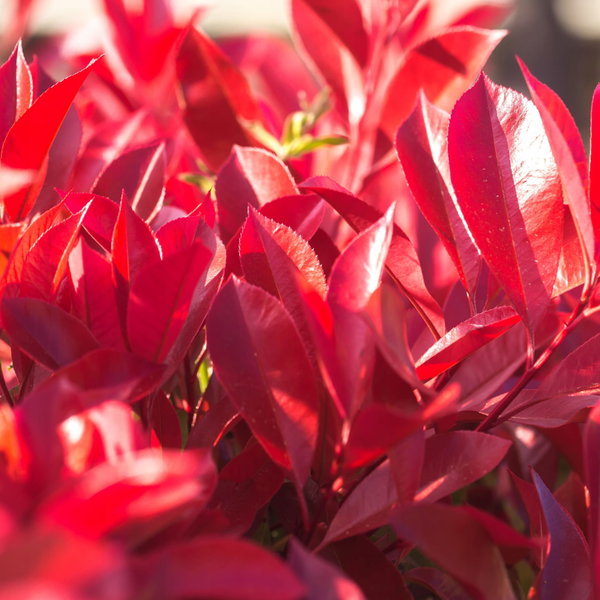 Głogownik 'Red Robin' Photinia × fraseri czerwone przyrosty