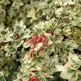 Klon polny 'Carnival' Acer campestre kremowe obrzeżenia liści