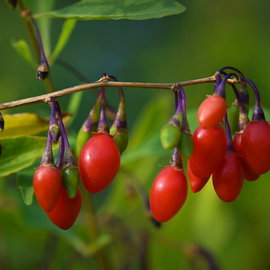Jagoda goji 'Sweet Berry' Lycium barbarum słodkie czerwone owoce