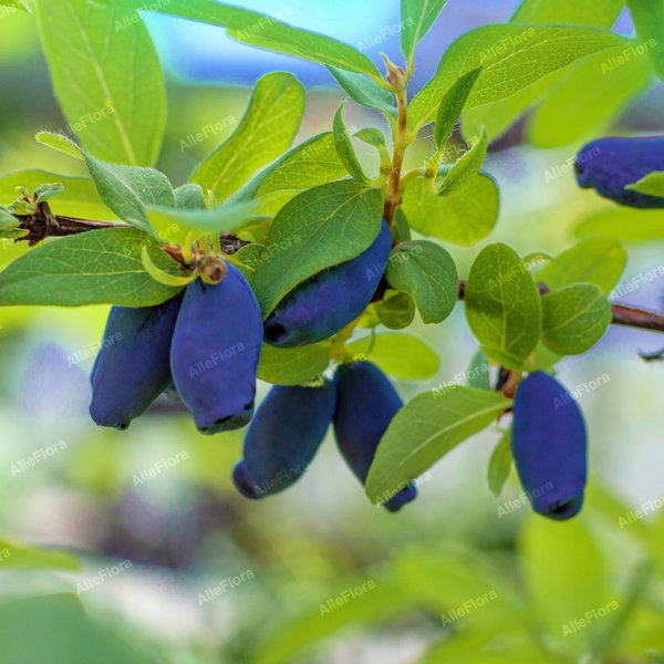 Jagoda kamczacka 'Wojtek' Lonicera caerulea duże owoce