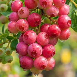 Borówka 'Pink Lemonade' Vaccinium różowe słodkie owoce