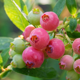 Borówka 'Pink Lemonade' Vaccinium różowe słodkie owoce