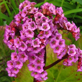 Bergenia cordifolia 'Rotblum' czerwone kwiaty i zimozielone liście