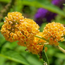 Budleja Weyera 'Sungold' Buddleja × weyeriana złociste kwiaty
