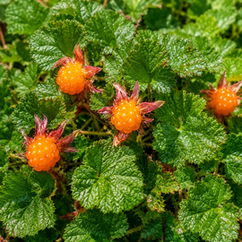 Malina płożąca Rubus hayata-koidzumii zimozielona roślina okrywowa